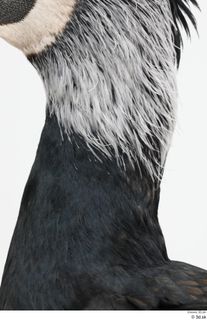 Bird  9 neck 0003.jpg